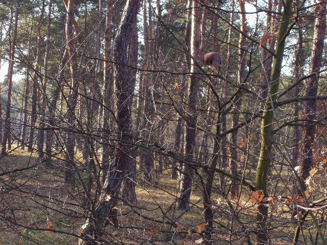 image31